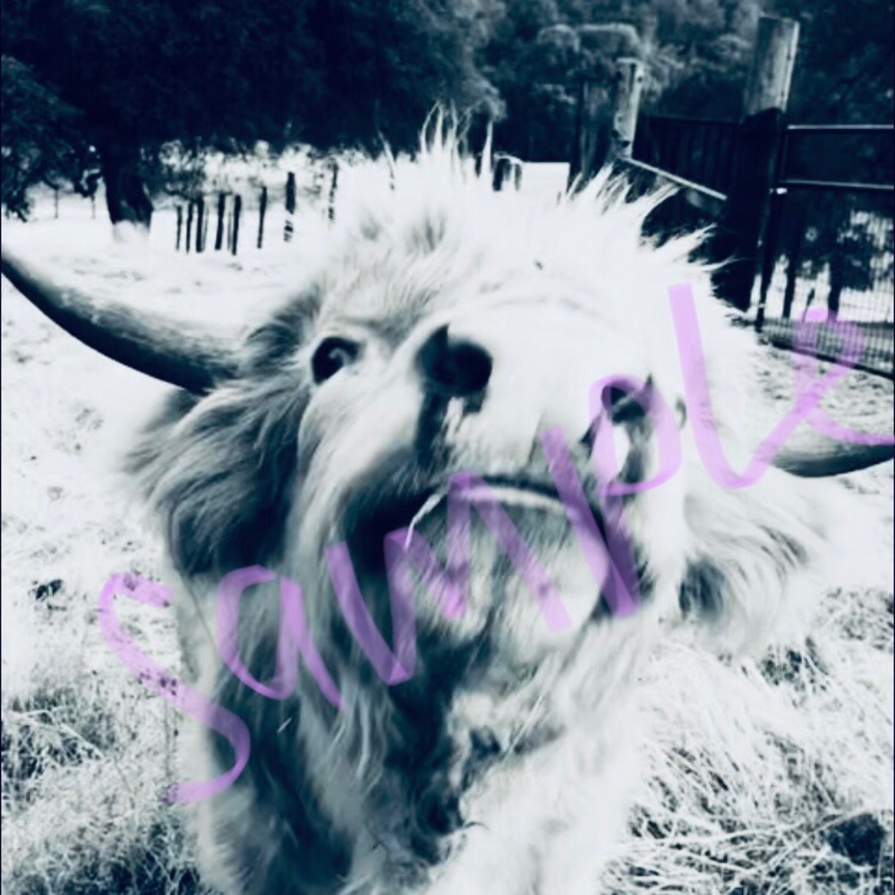 Highland, cow , farmhouse decor